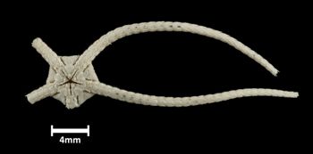Media type: image;   Invertebrate Zoology OPH-4696 Description: Bottom of brittle star with mouth visible.;  Aspect: ventral